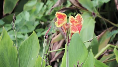 Tropische-Orangefarbene-Blume