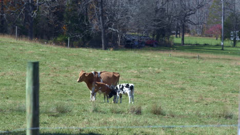 Cow-with-calves-in-field