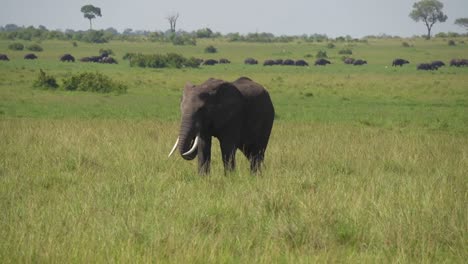 Ein-Einzelner-Elefant-Grast-Auf-Einer-Afrikanischen-Ebene,-Während-Eine-Herde-In-Der-Ferne-Vorbeizieht