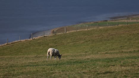 Ovejas-Pastando-Junto-Al-Océano-En-Inglaterra-Animales-Granja-País