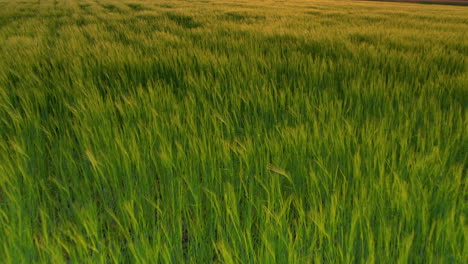 Cinematic-tilt-up-shot-of-smooth-barley-growing-on-field-during-golden-sunset-in-Poland