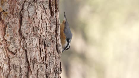 Slow-motion-video-of-an-upside-down-red-breasted-nuthatch-foraging-for-a-snack-on-the-bark-of-a-spruce-tree-and-then-flying-away