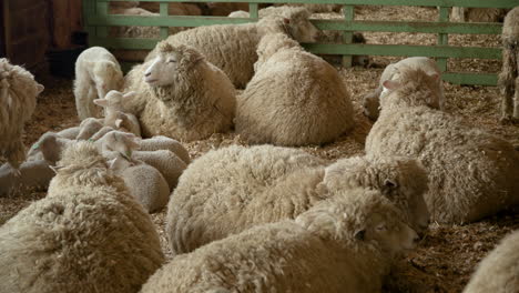 Lambs-and-sheep-in-barn