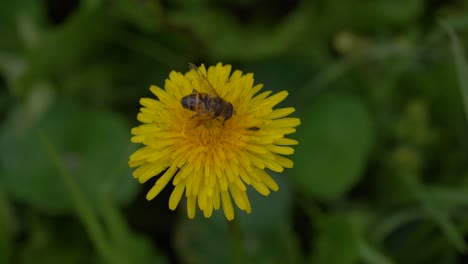 Bumble-bee-pollinates-Dandelion-plants.-Green-field-backdrop