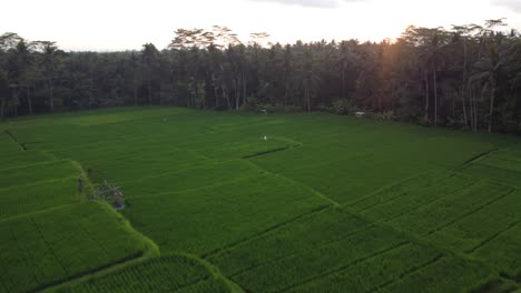 Aerial-video-in-an-amazing-landscape-rice-field-on-Jatiluwih-Rice-Terraces,-Bali,-Indonesia,-with-a-drone,-above-rice-terraces-in-a-beautiful-day-rice-field
