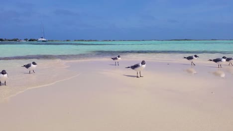 Pájaros-Gaviotas-Se-Paran-En-La-Playa-De-Arena-Blanca,-Isla-Tropical,-Francisqui-Los-Roques