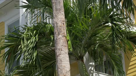 Leguan-Rast-Mit-Geballten-Krallen-Eine-Tropische-Palme-Hinunter
