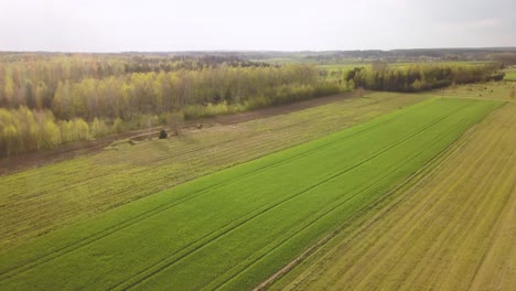 Rye-grain-crop-sunrise-aerial-view-agriculture-land-farm