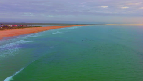Africa-drone-dolphins-pack-swimming-ocean-in-sync-sonar-echo-surf-waves-coming-up-to-breathe-JBAY-Jefferys-Bay-early-morning-sunrise-Indian-Ocean-deep-aqua-blue-water-forward-follow-movement