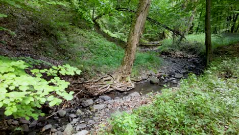 Small-forest-stream-winds-through-forest-near-Pilis,-Hungary