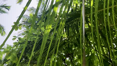 Mesmerizing-Slow-Motion-Close-Up-Shots-of-the-maldives-Island-Vibrant-Palm-Trees-and-Lush-GreeneryExperience-the-Ultimate-imaldives-Relaxation-vacation