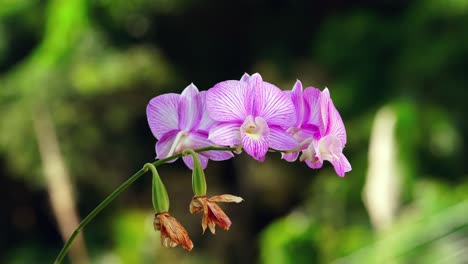 Queen-Victoria-Dendrobium-orchid-in-the-garden,-Mahe-Seychelles
