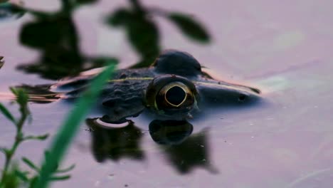 Close-up-on-head-of-frog-resting-on-water-surface