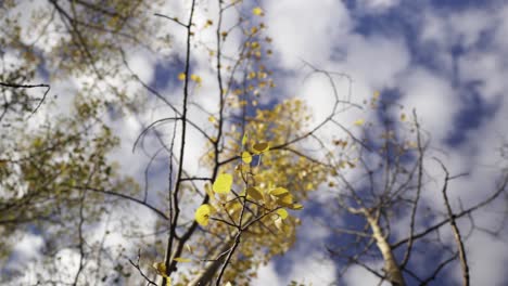 Rotating-low-angle:-Golden-yellow-autumn-aspen-leaves-in-fall-breeze