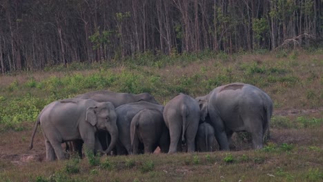 Manada-De-Estos-Adorables-Elefantes-Comiendo-Minerales-Y-Luego-Uno-Se-Mueve-Al-Otro-Lado-Del-Grupo,-Elefante-Indio-Elephas-Maximus-Indicus,-Tailandia