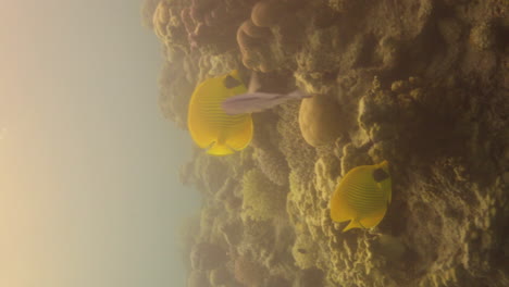 Bluecheek-Falterfisch-Oder-Gelber-Falterfisch-Im-Korallenriff-Des-Roten-Meeres-In-Ägypten
