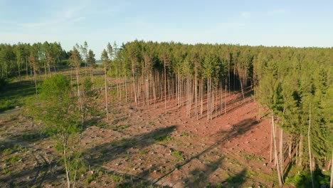 Drone-shot-of-deforested-dry-spruce-forest-hit-by-bark-beetle-in-damaged-Czech-countryside