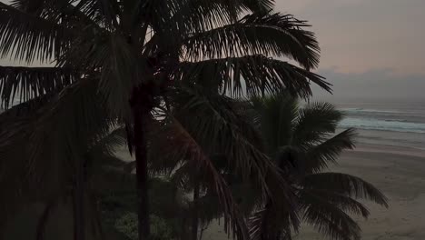 Ascending-aerial-establishing-shot-of-palm-trees-and-ocean-beach-in-Brazil,-pink-orange-sunrise