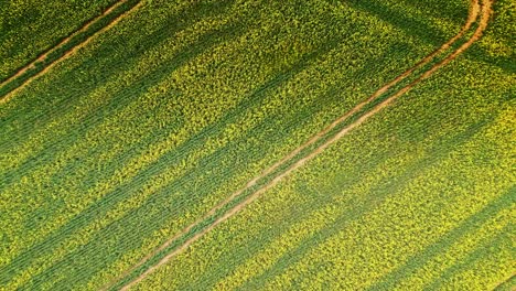 Stunning-slow-motion-top-down-footage-of-a-yellow-rapeseed-crop-captured-by-a-drone