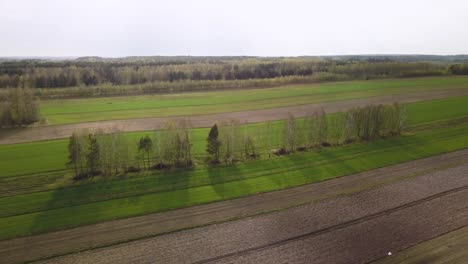 Aerial-above-rye-field-plowed-land-with-birch-trees