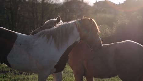 Sanfte-Riesen:-Zwei-Pferde,-Die-Im-Sonnenlicht-Einen-Moment-Der-Zuneigung-Teilen