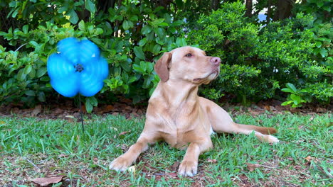 Dog-sitting-next-to-spinning-blue-pinwheel-in-grass-on-summer-day