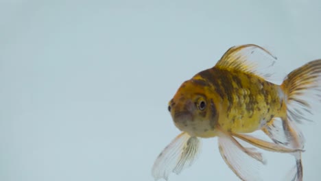 Goldfisch-In-Einem-Goldfischglas-Isoliert-Auf-Weißem-Hintergrund