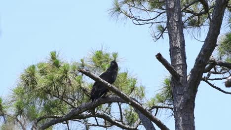 Young-newly-fledged-eaglet-perched-on-a-pine-tree-branch