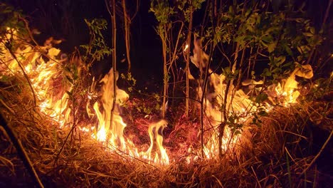 Wildfire-ignites-dark-night,-devouring-all-in-its-path