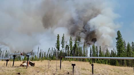 Waldbrand.-Umweltschäden-Durch-Waldbrände