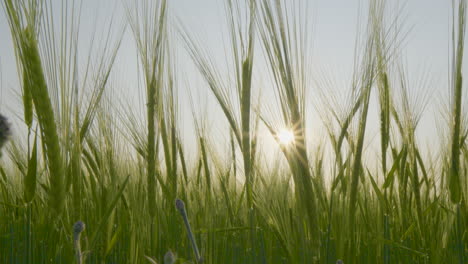 Close-Up-View-Of-Lush-Green-Barley-Field-With-Sunshine-Poking-Through