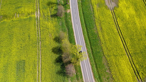 Modern-electric-vehicle-driving-on-asphalt-road-between-yellow-colored-canola-fields-in-summer---aerial-top-down