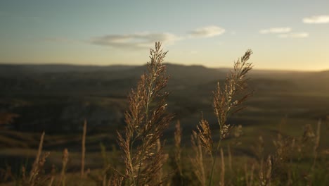 Slow-pan-shot-of-hay-waiving-in-the-wind-in-slowmotion-with-a-sunrise-in-the-background-in-4k