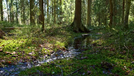 small-brook-in-a-green-forest-during-beautiful-sunny-day