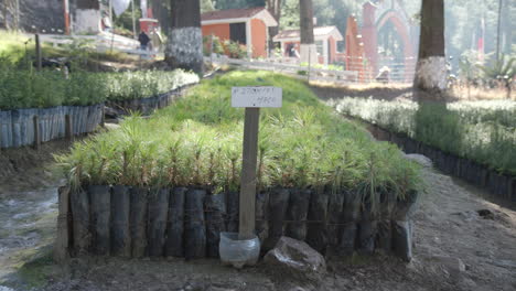 A-collection-of-saplings-at-a-tree-nursery-ready-to-be-replanted-as-part-of-a-reforestation-project-in-Michoacán,-Mexico