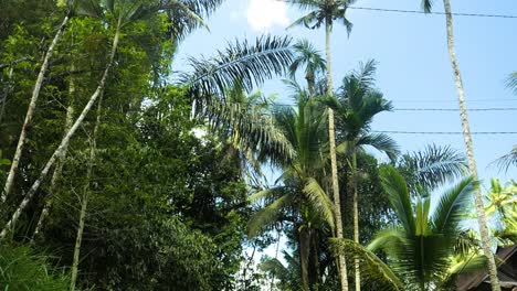 Cámara-Lenta-Inclinada-Hacia-Arriba-De-La-Jungla-En-Bali-Durante-Un-Viaje-Aventurero-Con-Vistas-A-Los-árboles-Y-Palmeras-Con-Cielo-Azul-En-Un-Día-Tropical-De-Verano