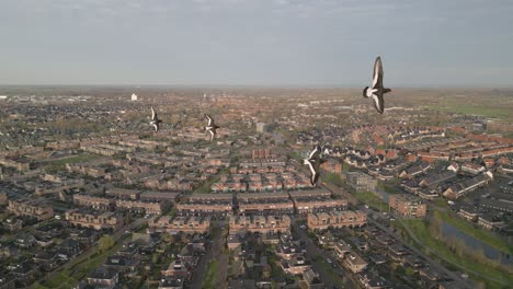 Aerial-orbit-Shot-of-the-outskirts-of-the-city-with-flying-birds-in-the-foreground