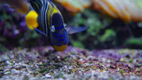 Goldschwanz-Kaiserfisch,-Auch-Ohrfleck-Kaiserfisch-Genannt,-Nahaufnahme-In-Einem-Aquarium