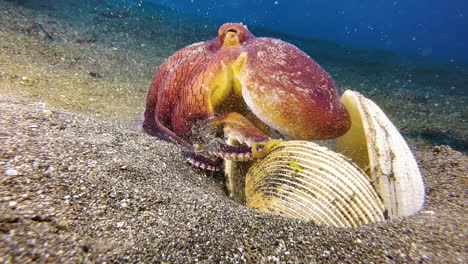 Coconut-octopus-cleaning-its-home-consisting-of-three-clamshells