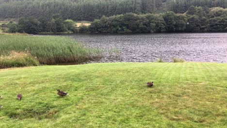 Ducks-on-a-grass-near-Lake-Oich-in-Isle-of-Skye,-Scotland-with-panning-motion