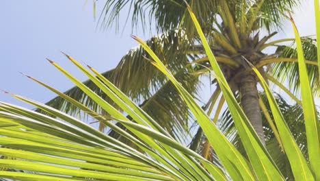 Fascinantes-Primeros-Planos-En-Cámara-Lenta-De-Las-Vibrantes-Palmeras-Y-La-Exuberante-Vegetación-De-La-Isla-De-MaldivasExperimente-Las-Mejores-Vacaciones-De-Relajación-En-Imaldivas