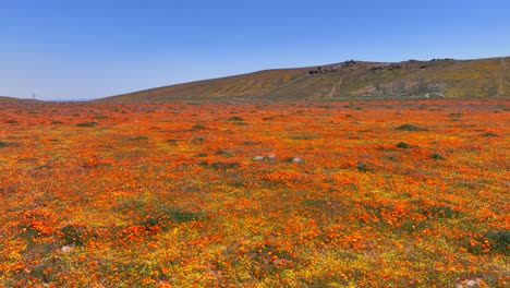 Aerial-view-of-the-Antelope-Valley-poppy-reserve-during-the-spring-bloom