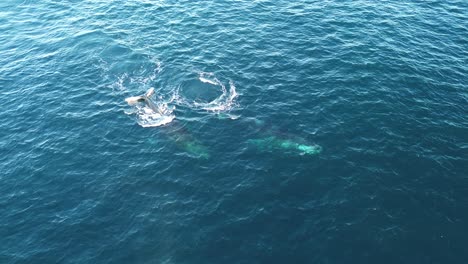 Drone-aerial-shot-of-2-humpback-whales-spraying-and-swimming-migrate-travel-tourism-Central-Coast-Norah-Head-Newcastle-NSW-Australia-4K
