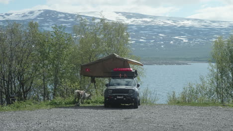 Idyllische-Aufnahme-Eines-Autos-Mit-Campingdach-Auf-Dem-Dach-Im-Nordschwedischen-Laplan,-Grasende-Rentiere-In-Der-Nähe-Des-Autos,-Jeep-In-Der-Wildnis