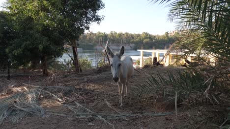 Curious-white-donkey,-Elephantine-island-on-the-river-Nile,-Aswan,-Egypt