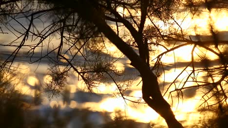 Silhouette-Einer-Grasblume-Im-Sonnenaufgang-Mit-Kleinen-Wellen-Im-Hintergrund:-Ruhige-Szene-Mit-Lebendigen-Farben,-Zartem-Stiel-Und-Schwankenden-Blättern
