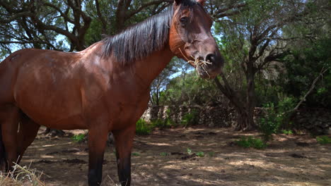 Profile-medium-closeup-of-happy-horse-eating-dry-hay,-handheld,-sunny-day