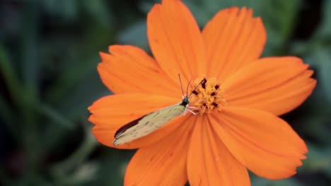 Schmetterling-Auf-Orangefarbener-Blume