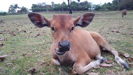Cute-Calf-Baby-Cow-Laying-Down,-Chewing-and-Staring-Peacefully-at-the-Camera,-Brown-Cattle-in-Bali-Indonesia,-Green-Countryside