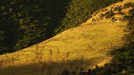 Sheep-graze-on-a-mountain-meadow-in-soft-sunset-light-on-Purakanui
